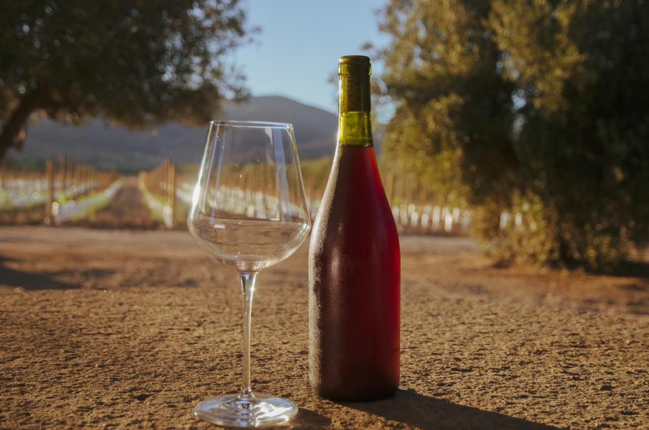 Alma Liebre Vinedos Del Valle Valle de Guadalupe Εξωτερικό φωτογραφία