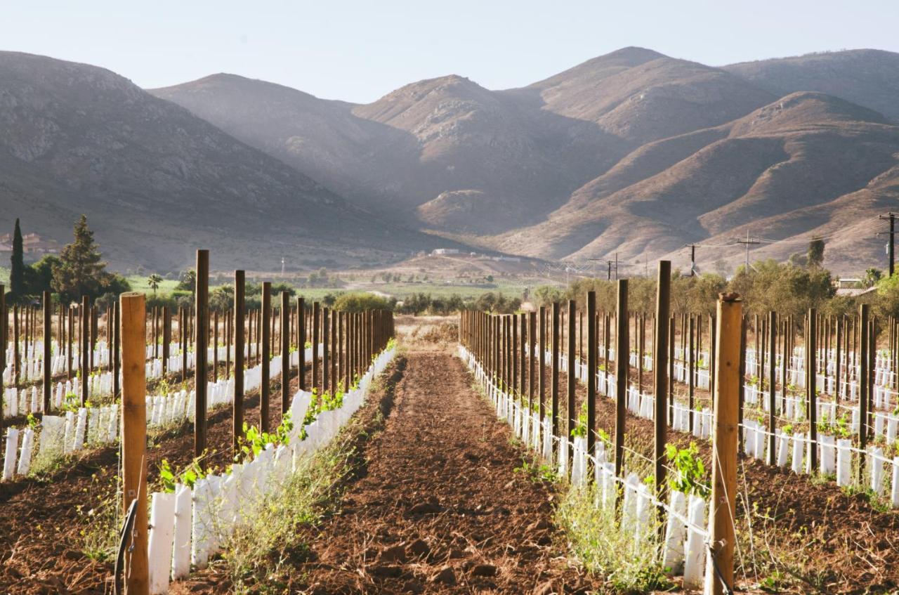 Alma Liebre Vinedos Del Valle Valle de Guadalupe Εξωτερικό φωτογραφία