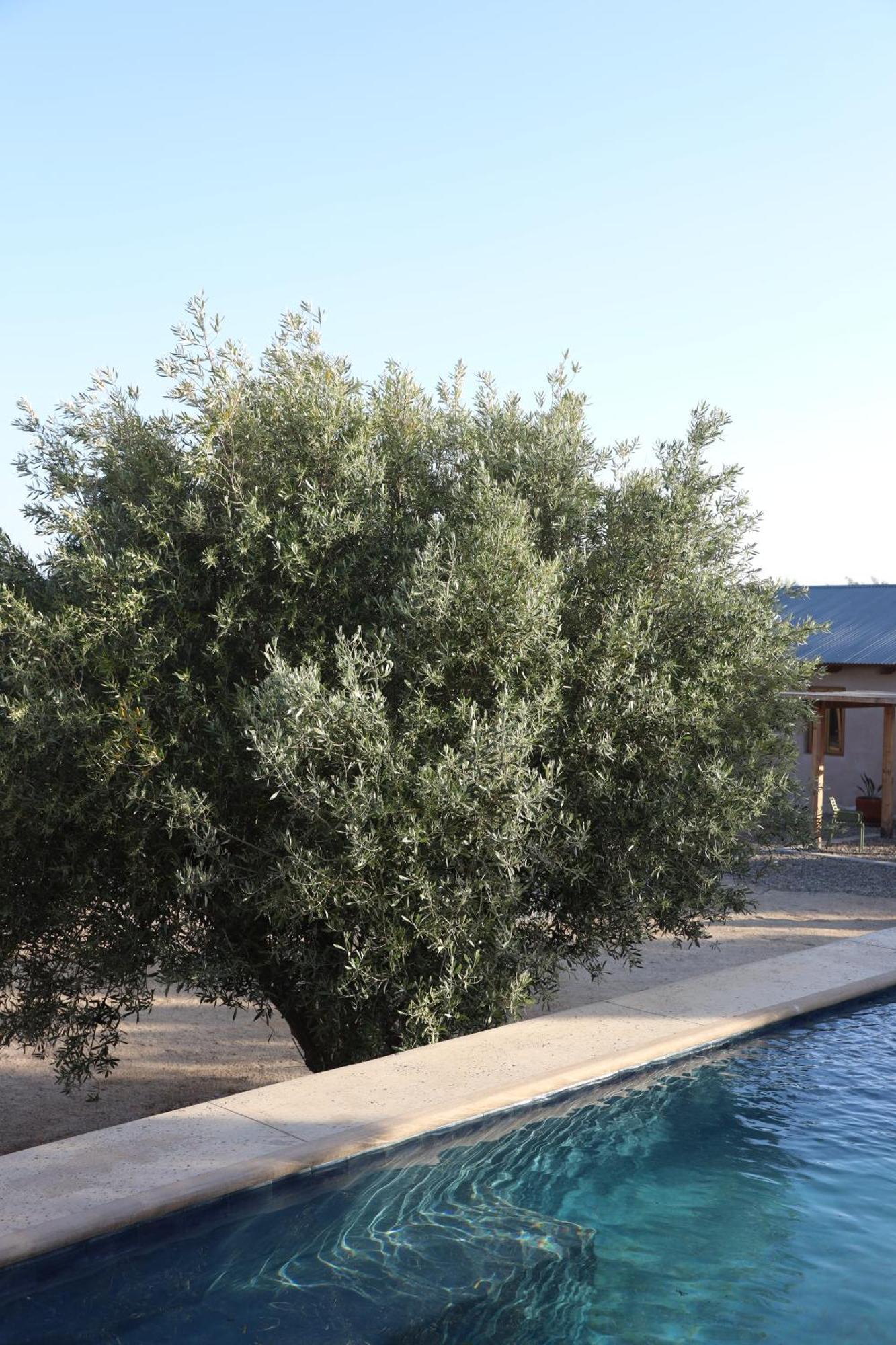 Alma Liebre Vinedos Del Valle Valle de Guadalupe Εξωτερικό φωτογραφία